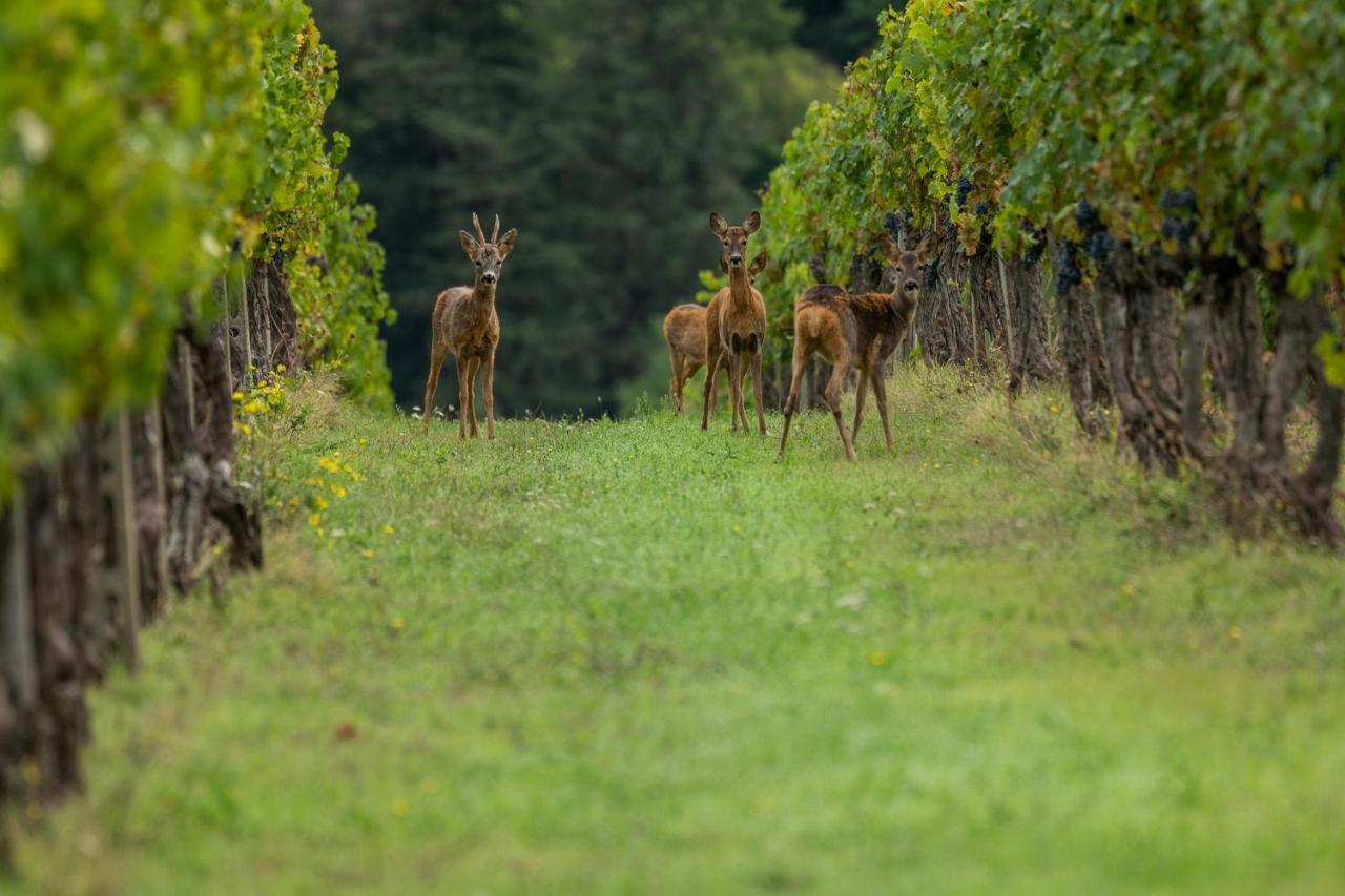 Viticcio Βίλα Greve in Chianti Εξωτερικό φωτογραφία